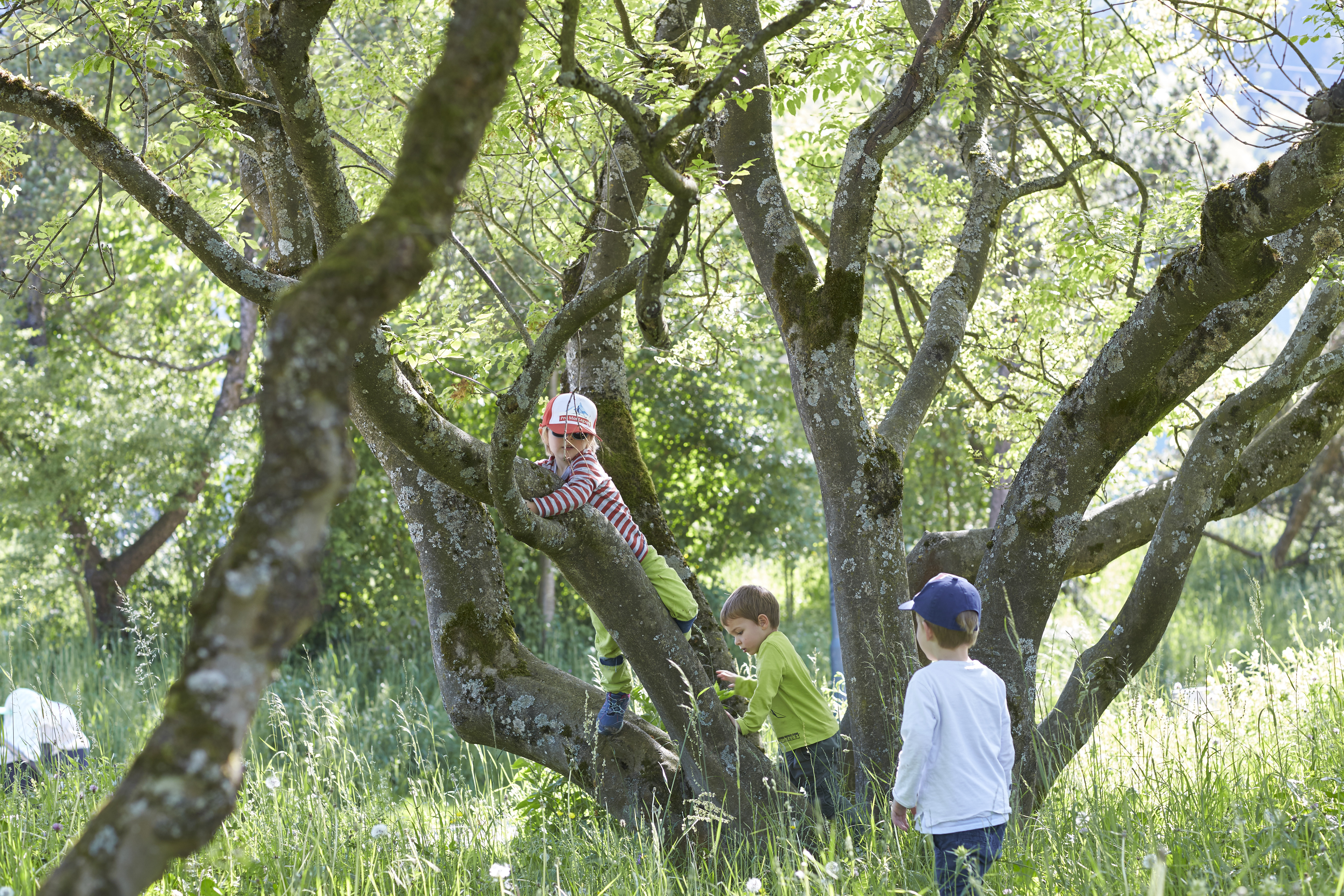 Kinder, die auf einem Baum rumklettern